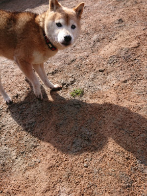f:id:roukenhome-ann:20190306064822j:plain