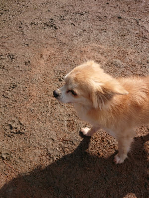 f:id:roukenhome-ann:20190306064838j:plain