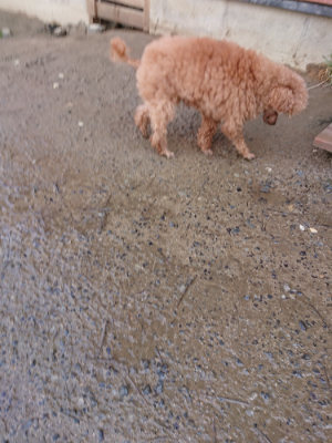 f:id:roukenhome-ann:20190306070252j:plain