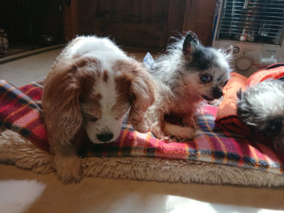 f:id:roukenhome-ann:20190306070421j:plain