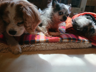 f:id:roukenhome-ann:20190306070427j:plain