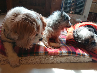 f:id:roukenhome-ann:20190306070458j:plain