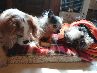 f:id:roukenhome-ann:20190306070523j:plain