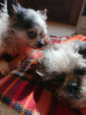 f:id:roukenhome-ann:20190306071104j:plain