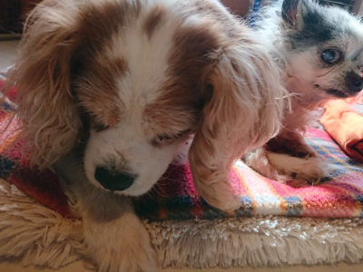 f:id:roukenhome-ann:20190306071254j:plain