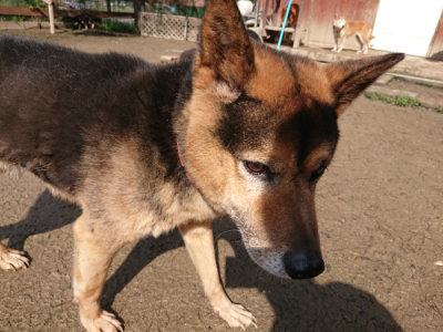 f:id:roukenhome-ann:20190306071320j:plain
