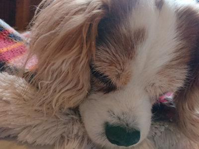 f:id:roukenhome-ann:20190306071325j:plain