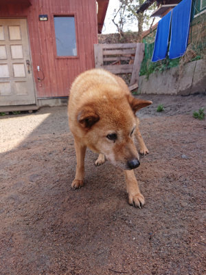 f:id:roukenhome-ann:20190306071805j:plain