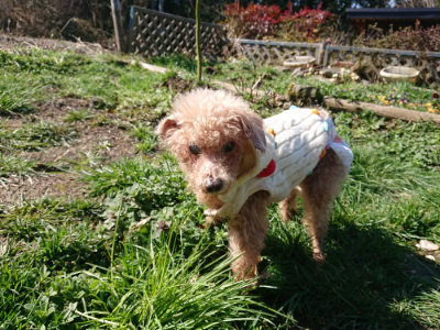 f:id:roukenhome-ann:20190310053200j:plain f:id:roukenhome-ann:20190310053200j:plain