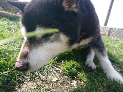 f:id:roukenhome-ann:20190310065512j:plain f:id:roukenhome-ann:20190310065512j:plain