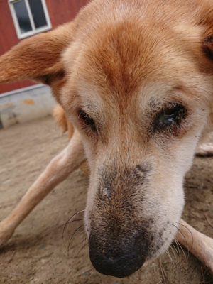 f:id:roukenhome-ann:20190310204449j:plain f:id:roukenhome-ann:20190310204449j:plain