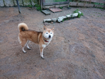 f:id:roukenhome-ann:20190312053243j:plain