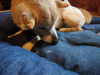 f:id:roukenhome-ann:20190312122034j:plain f:id:roukenhome-ann:20190312122034j:plain