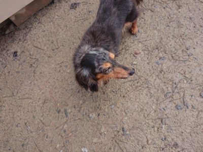 f:id:roukenhome-ann:20190312123044j:plain f:id:roukenhome-ann:20190312123044j:plain