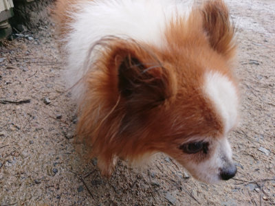 f:id:roukenhome-ann:20190312123823j:plain f:id:roukenhome-ann:20190312123823j:plain