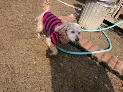 f:id:roukenhome-ann:20190312131337j:plain f:id:roukenhome-ann:20190312131337j:plain