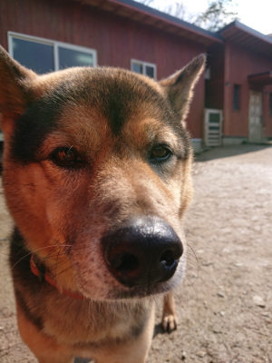 f:id:roukenhome-ann:20190312132356j:plain