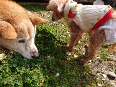 f:id:roukenhome-ann:20190312133039j:plain