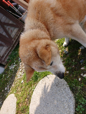 f:id:roukenhome-ann:20190312133058j:plain