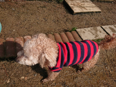 f:id:roukenhome-ann:20190312133746j:plain