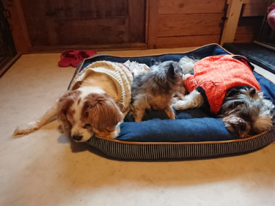 f:id:roukenhome-ann:20190312134825j:plain