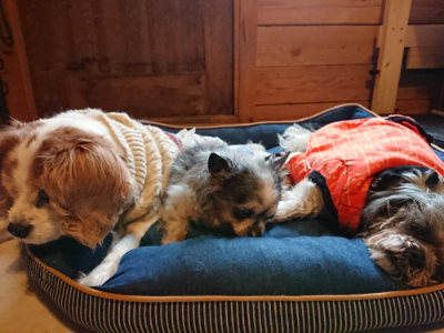 f:id:roukenhome-ann:20190312134843j:plain