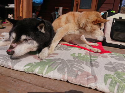 f:id:roukenhome-ann:20190313202110j:plain f:id:roukenhome-ann:20190313202110j:plain