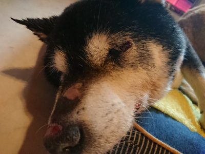 f:id:roukenhome-ann:20190315073721j:plain f:id:roukenhome-ann:20190315073721j:plain