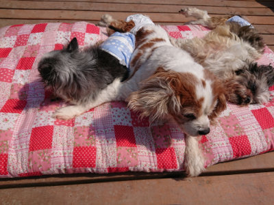 f:id:roukenhome-ann:20190316092509j:plain f:id:roukenhome-ann:20190316092509j:plain