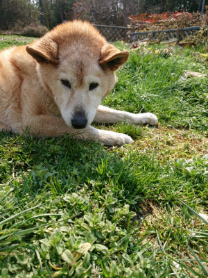 f:id:roukenhome-ann:20190316093044j:plain f:id:roukenhome-ann:20190316093044j:plain