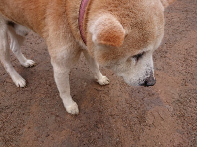 f:id:roukenhome-ann:20190317070010j:plain f:id:roukenhome-ann:20190317070010j:plain