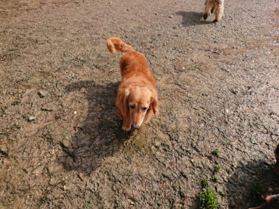 f:id:roukenhome-ann:20190317072735j:plain f:id:roukenhome-ann:20190317072735j:plain