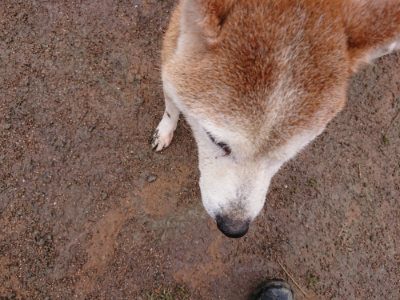 f:id:roukenhome-ann:20190317072833j:plain f:id:roukenhome-ann:20190317072833j:plain