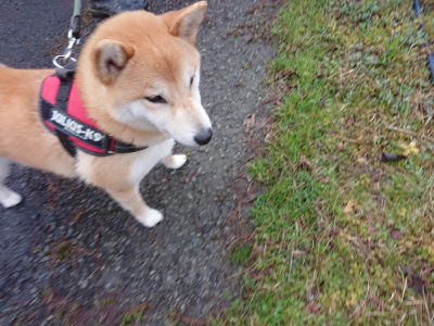 f:id:roukenhome-ann:20190317072902j:plain f:id:roukenhome-ann:20190317072902j:plain