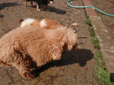 f:id:roukenhome-ann:20190317072908j:plain f:id:roukenhome-ann:20190317072908j:plain
