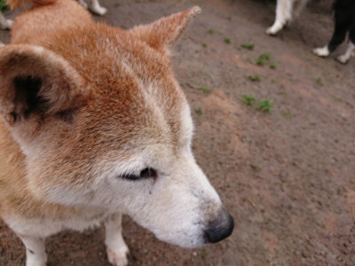 f:id:roukenhome-ann:20190317072913j:plain f:id:roukenhome-ann:20190317072913j:plain