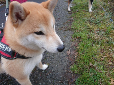 f:id:roukenhome-ann:20190317072923j:plain f:id:roukenhome-ann:20190317072923j:plain