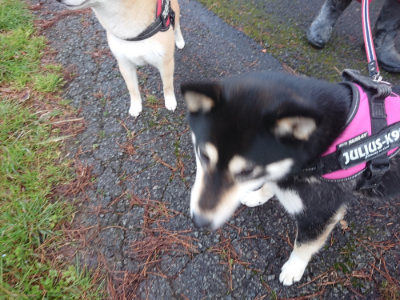f:id:roukenhome-ann:20190317072951j:plain f:id:roukenhome-ann:20190317072951j:plain