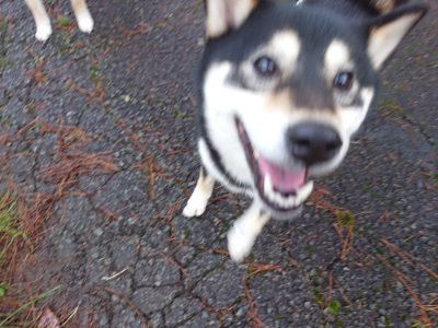 f:id:roukenhome-ann:20190317073007j:plain f:id:roukenhome-ann:20190317073007j:plain