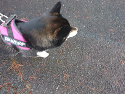 f:id:roukenhome-ann:20190317073012j:plain f:id:roukenhome-ann:20190317073012j:plain