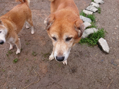 f:id:roukenhome-ann:20190317074126j:plain f:id:roukenhome-ann:20190317074126j:plain