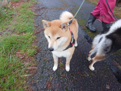f:id:roukenhome-ann:20190317074227j:plain f:id:roukenhome-ann:20190317074227j:plain