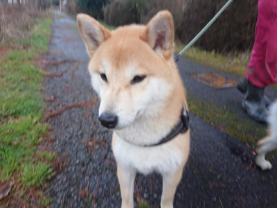 f:id:roukenhome-ann:20190317074233j:plain f:id:roukenhome-ann:20190317074233j:plain
