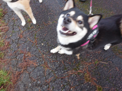 f:id:roukenhome-ann:20190317074258j:plain f:id:roukenhome-ann:20190317074258j:plain