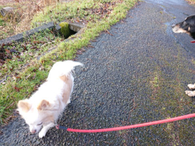 f:id:roukenhome-ann:20190317214934j:plain f:id:roukenhome-ann:20190317214934j:plain