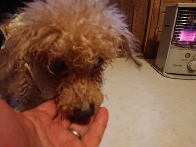 f:id:roukenhome-ann:20190318145542j:plain