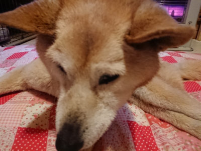 f:id:roukenhome-ann:20190318152246j:plain