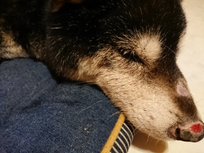 f:id:roukenhome-ann:20190318152309j:plain