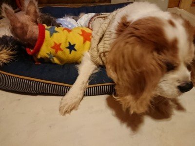 f:id:roukenhome-ann:20190318193536j:plain