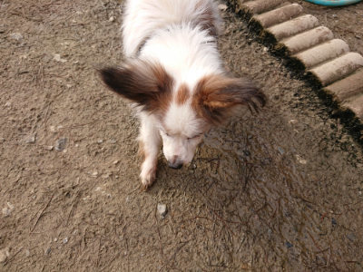 f:id:roukenhome-ann:20190319071053j:plain